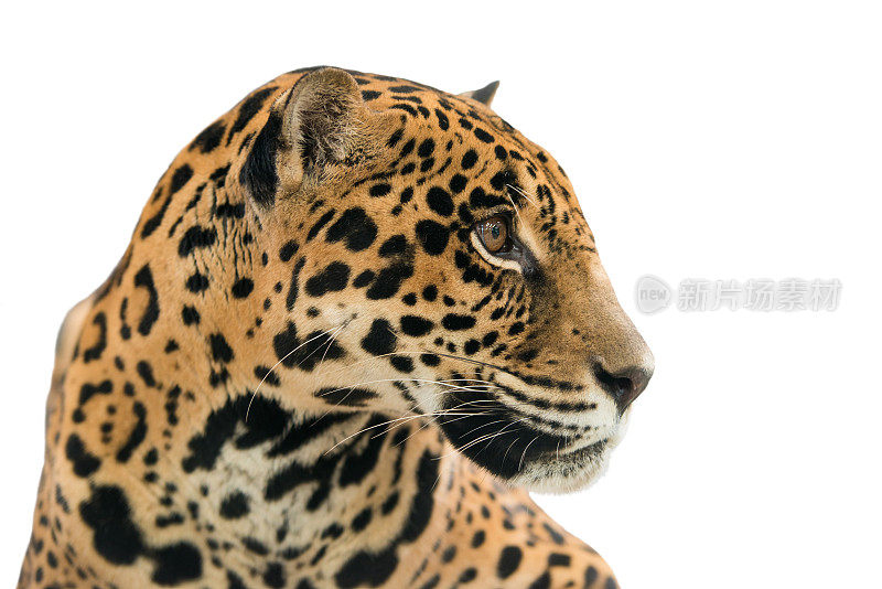 美洲虎(Panthera onca)孤立